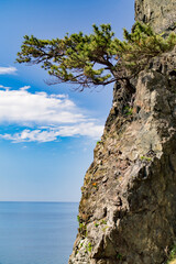 崖に松