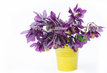 Good high columbine flowers spring outdoor growing