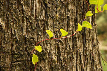 tree trunk with small creeper
