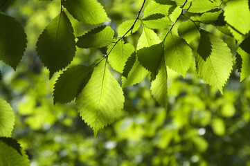 Green leaves