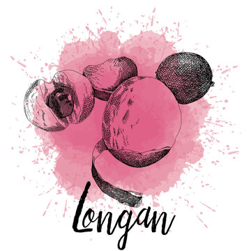 Vector illustration of a longan in hand-drawn graphics. A fruit is depicted on a pink watercolor background. Design for packaging juice, sweet soup or dessert