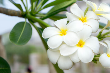 Fototapeta premium Plumeria white flowers in the garden