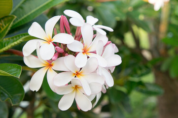 Fototapeta na wymiar Plumeria white flowers in the garden