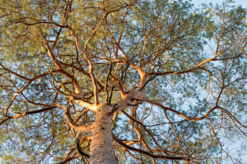 low angle  view of inus sylvestris pine branches needles and trunk on blue sky background