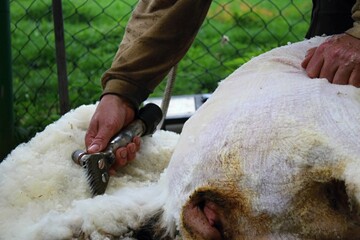 Shearing sheep wool.