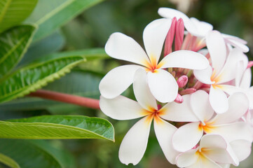 Plumeria white flowers in the garden