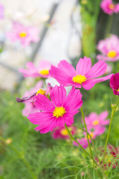 cosmos flowers , blossom flowers , flowers in the garden