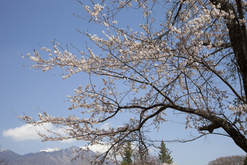 桜のある風景