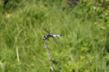dragonfly