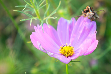 daisy flower face to sunrise in field