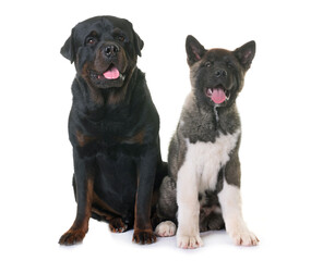 Obraz premium puppy american akita and rottweiler