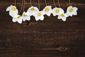 White anemones flowers on a wooden background