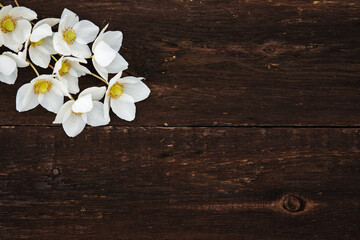 White anemones flowers on a wooden background