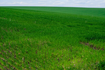 Obraz premium Field of young wheat on spring