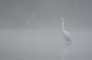 Great egret in misty morning