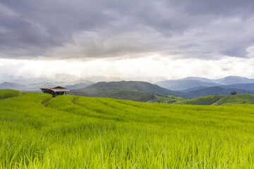 Obraz premium Raining on green rice terrace field and cloudy sky. at Baan Pa Bong Pieng mountain valley, northern of Chiang Mai, Thailand.