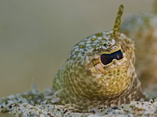 Leopard Flounder Eye, Panther Butt Auge (Bothus pantherinus)