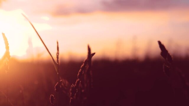 Efektowny zach&oacute;d słońca słońce kinematografia filmowy efekt r&oacute;ż czerwień słońca na tle natura źdźbło trawa słońce