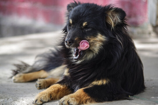 A small black dog lickens