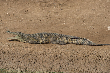 Krokodil