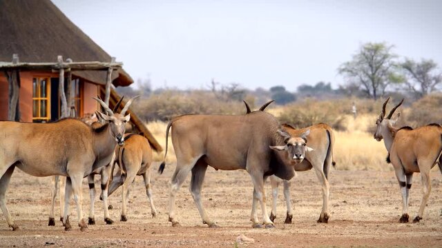 Eland antelopes standing in the desert
