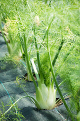 Obraz premium Fresh young fennel plants being cultivated