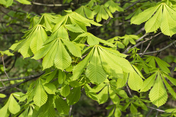 Young green chestnut leaves.
