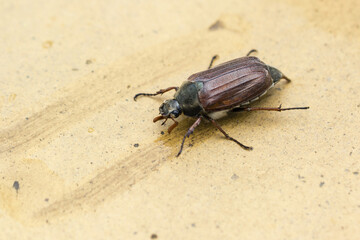 Common cockroach - Melolontha melolontha.