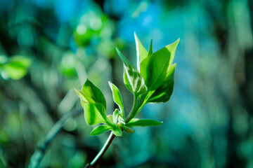 photo depicting a macro spring view of the tree brunch with fat  lovely leaf bud. Spring green catkins, de focused, blurred forest on the background.