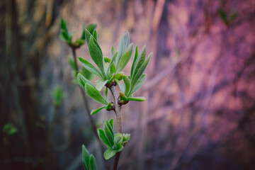 photo depicting a macro spring view of the tree brunch with fat  lovely leaf bud. Spring green catkins, de focused, blurred forest on the background.
