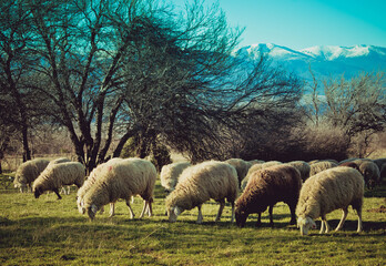 Obraz premium Photo depicting a group of sheep graze on a green grass in a mountain peaceful landscape. Healthy food farming concept. Europe.