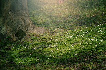Anemone sylvestris - The first spring flowers on a clearing near a tree, illuminated by the sun's rays