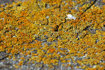 Liquen en poste de madera (Polifilético)