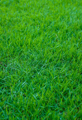 green lawn,backyard for background,Grass texture