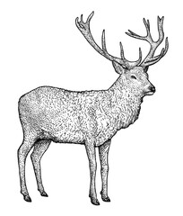 Obraz premium Ilustracja jelenia, rysunek, grawerowanie, atrament, grafika liniowa, wektor