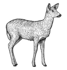 Obraz premium Roe deer illustration, drawing, engraving, ink, line art, vector