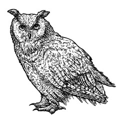 Obraz premium Owl illustration, drawing, engraving, ink, line art, vector