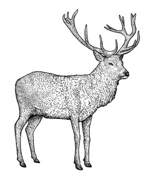Deer illustration, drawing, engraving, ink, line art, vector
