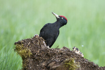 Male of Black woodpecker. Dryocopus martius