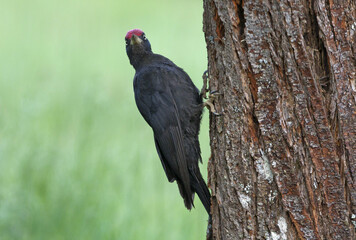 Male of Black woodpecker. Dryocopus martius
