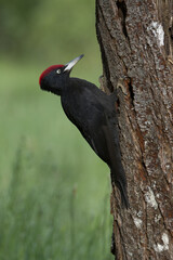Male of Black woodpecker. Dryocopus martius