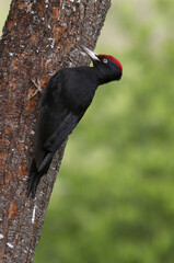 Male of Black woodpecker. Dryocopus martius