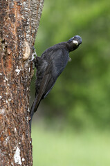 Female of Black woodpecker. Dryocopus martius