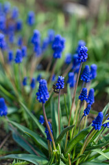 Muscari blue flowers in green