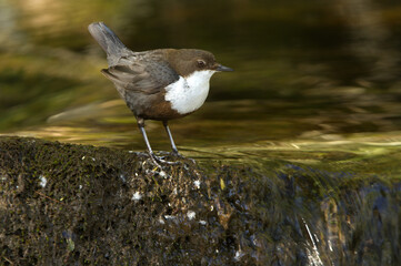 White-throated dipper. Cinclus cinclus.