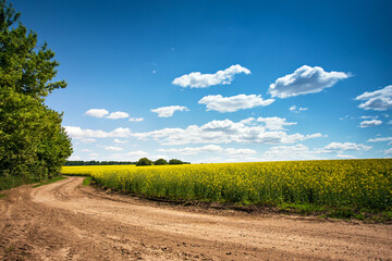 Dirt road in flowering field, beautiful countryside, sunny day