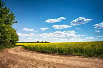 Fototapete Land Schotterweg im blühenden Feld, schöne Landschaft, sonniger Tag