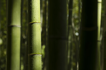 bamboo stalks with water drops