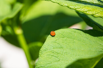Marienkäfer auf einem Blatt