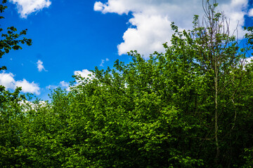 Obraz premium walking to rusio